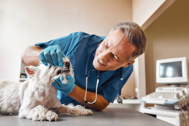 Best Emergency Tooth Extraction in Morton, PA